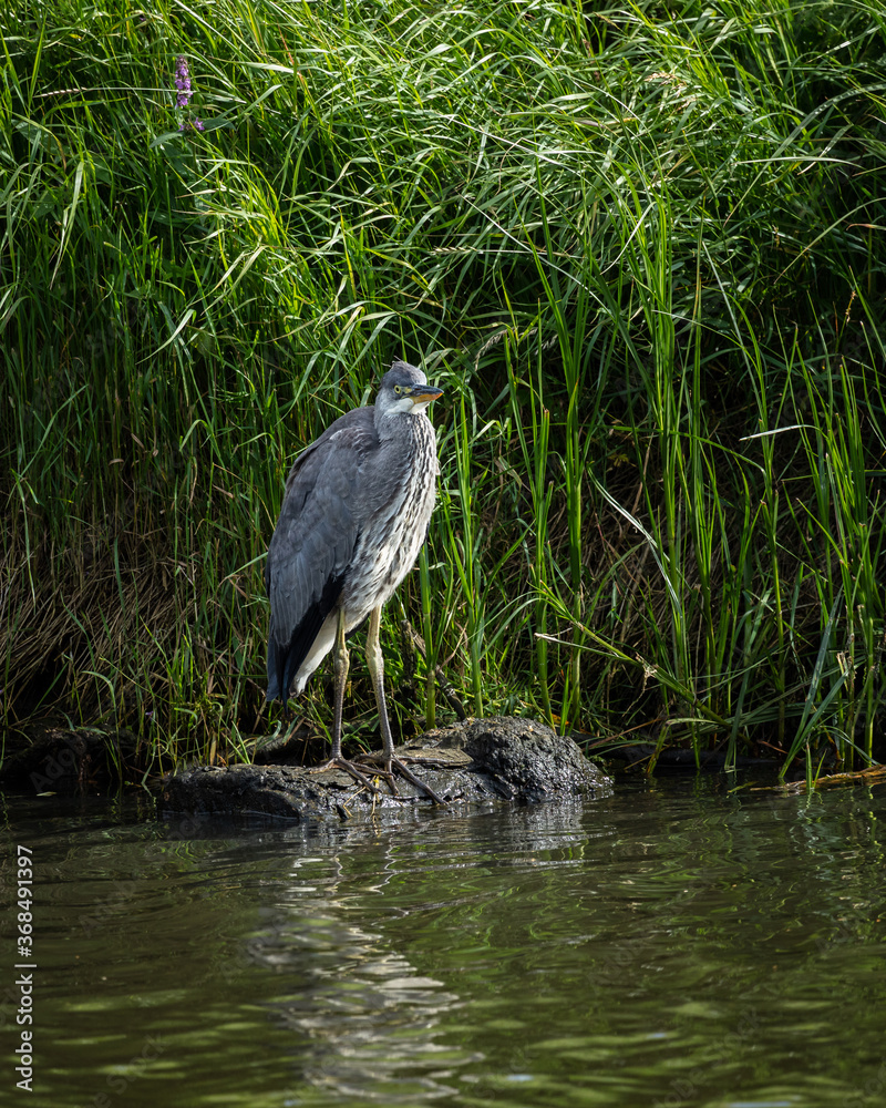 Fototapeta premium Grey Heron beside reeds along river bank.