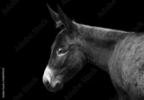 Portrait of a little domestic donkey on a contrasting black background