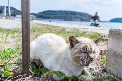 Many cute cats on the famous cat island 