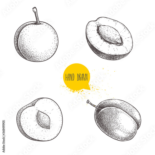Different plums sketch set. Hand drawn illustration of ripe juicy plums and mirabelle plums. Whole and half with bones. Organic fruit vector drawings isolated on white background.