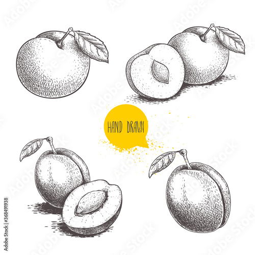 Different plums sketch set. Hand drawn illustration of ripe juicy plums and mirabelle plums. Whole and half with bones, single and group. Organic fruit vector drawings isolated on white background.