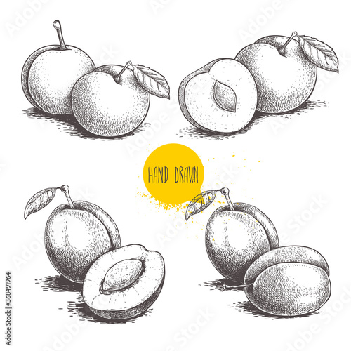 Different plums sketch set. Hand drawn illustration of ripe juicy plums and mirabelle plums. Whole and half fruit groups. Organic food vector drawings isolated on white background. photo