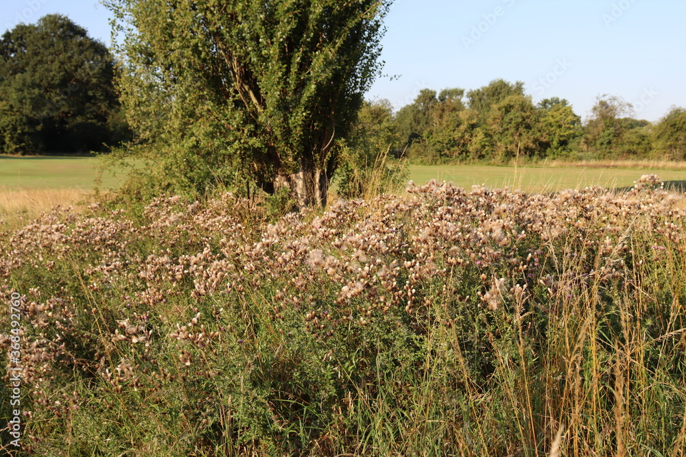 Cotton resembling weeds growing openly in nature with vibrant green trees in the background of open countryside Cotton resembling weeds growing openly in nature with vibrant green trees in the background of open countryside