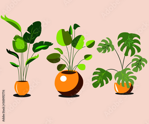 illustration of a vase with plants and different type of leaves,illustration of indoor plants