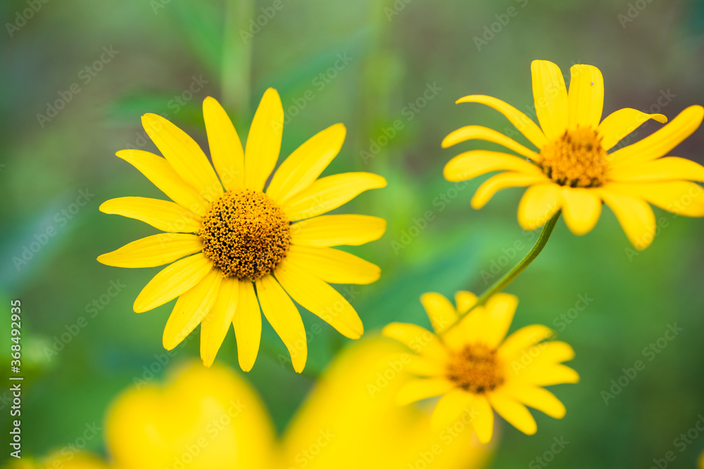 Obraz premium yellow dandelion flower with leaves close up