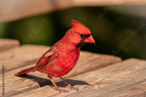 red cardinal on a fence © jacob