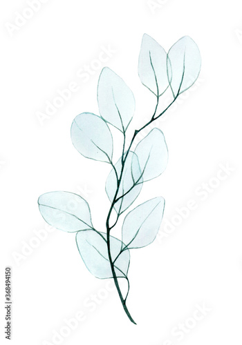 watercolor drawing, twig with eucalyptus leaves transparent, x-ray. gentle drawing in pastel colors of eucalyptus leaves isolated on a white background. design element for wedding, postcard, poster. 