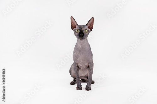 Close up portrait of Grey Canadian mink point sphynx cat. Beautiful purebred hairless kitty with yellow eyes. Natural light. Close up  copy space  isolated white background.
