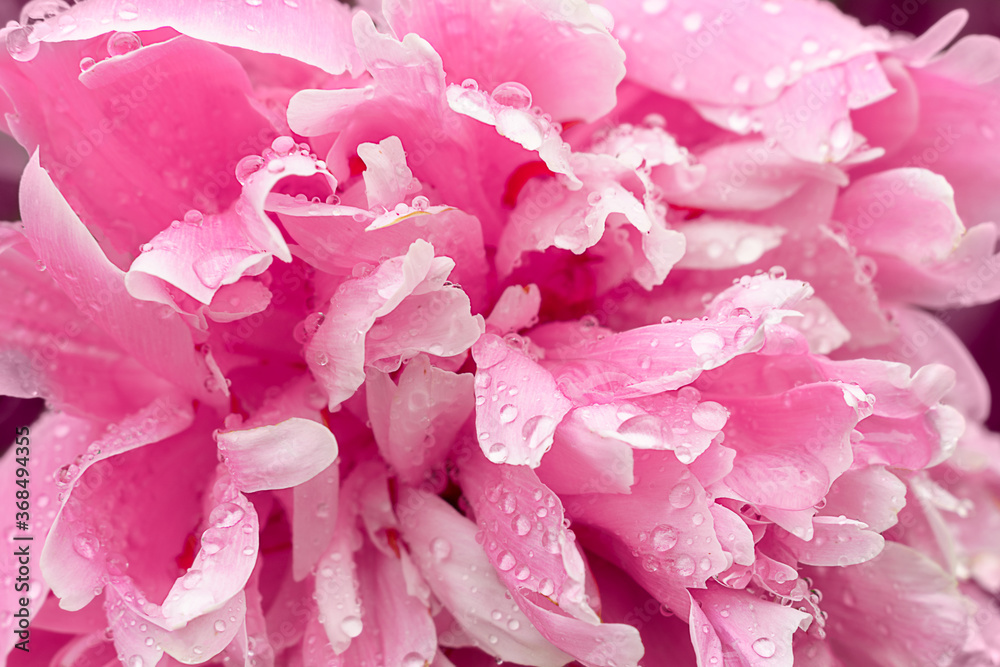 Pion big pink flower macro close up with rain drops. High quality photo