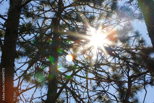 Foto Sunrays Seen Through Evergreens