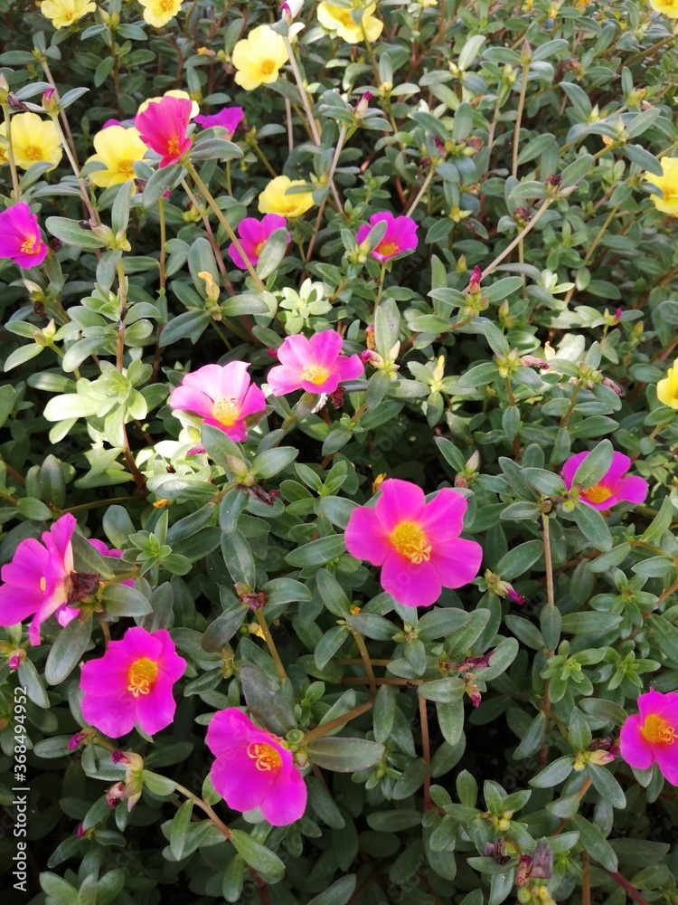 花 花