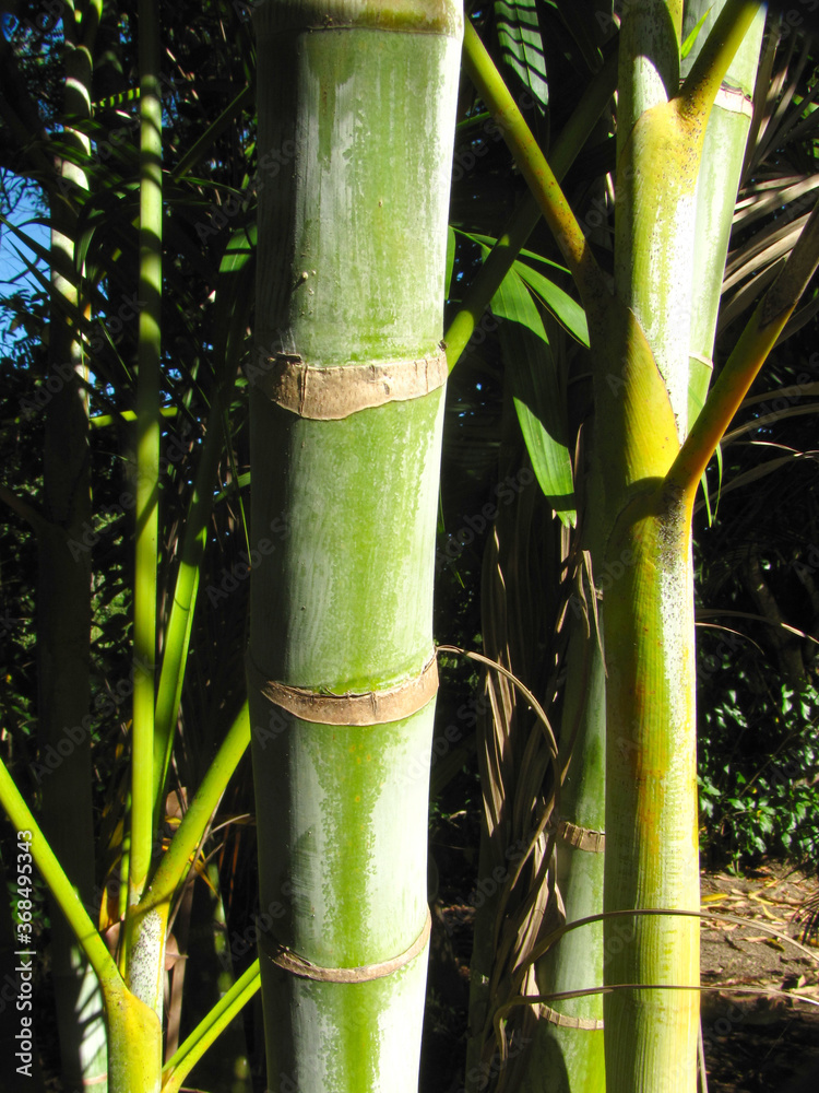 Obraz premium Tropical Palm Tree branches in sunny day begining the summer season, it has some beautifull colors