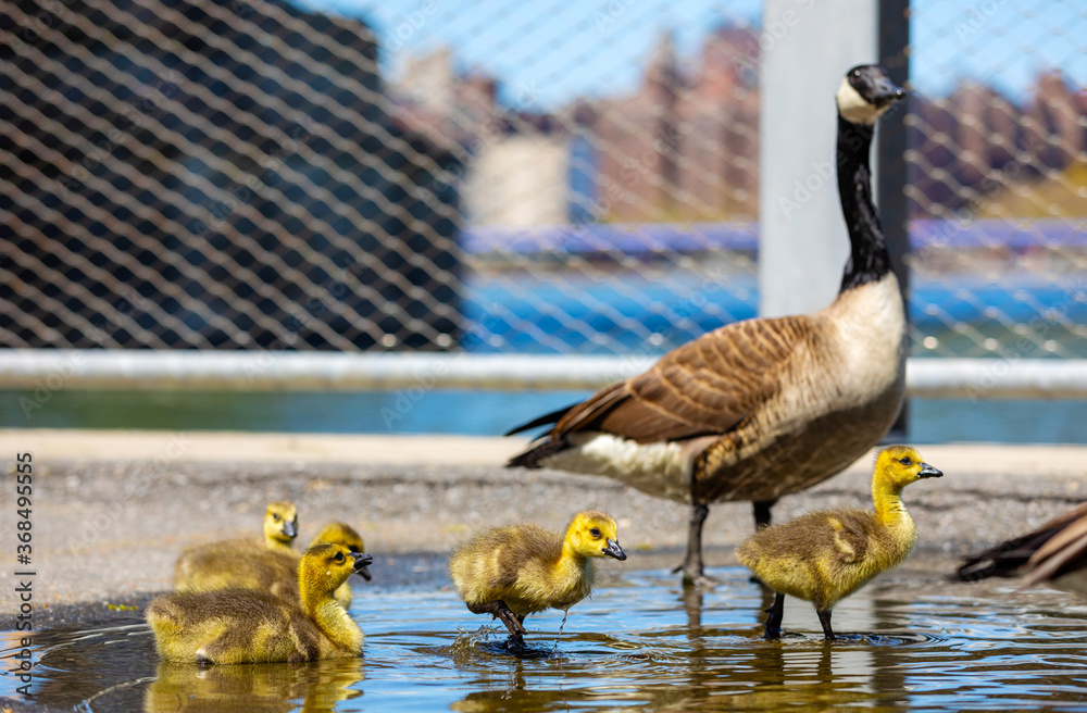 Fototapeta premium Baby geese playing in small poodle born in Brooklyn, New York
