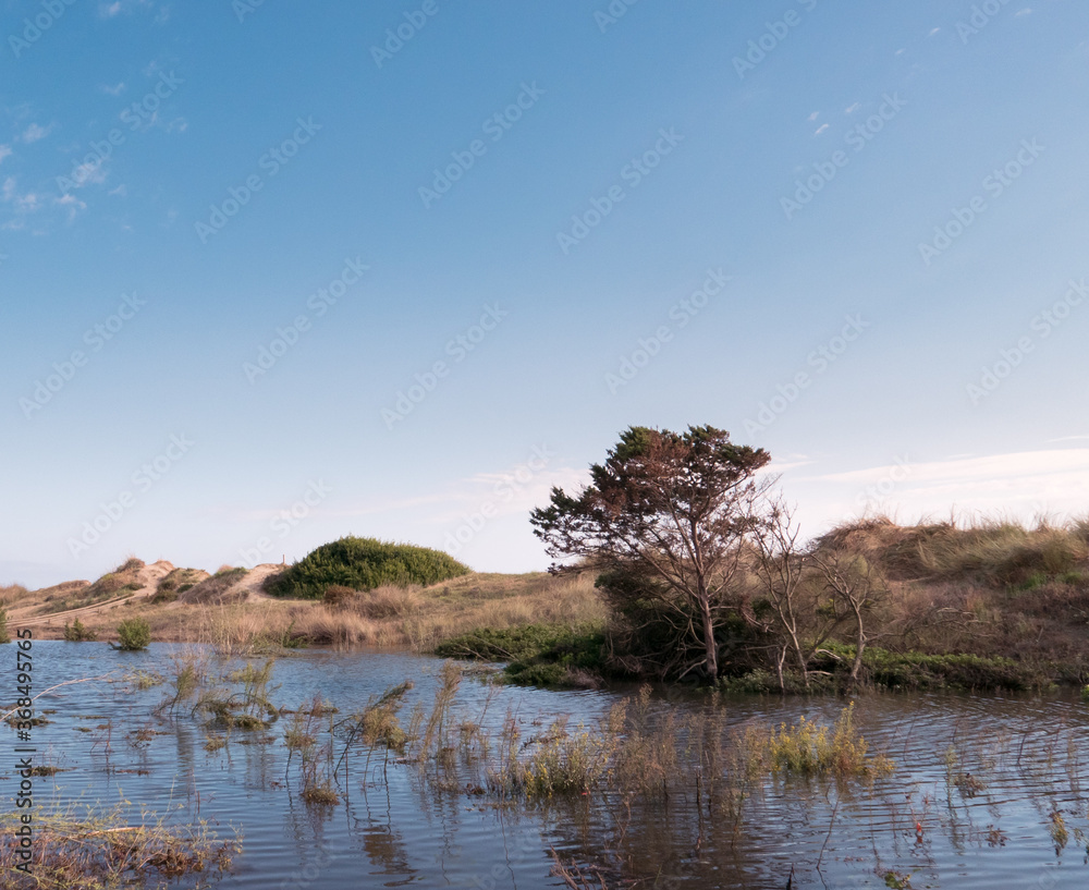 flood, water, nature reserve, nature, background, environment, environmental, sand dunes, outdoors, tree