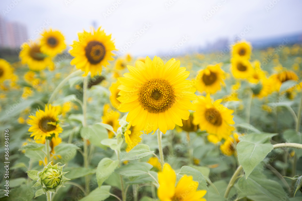 sunflowers in a field