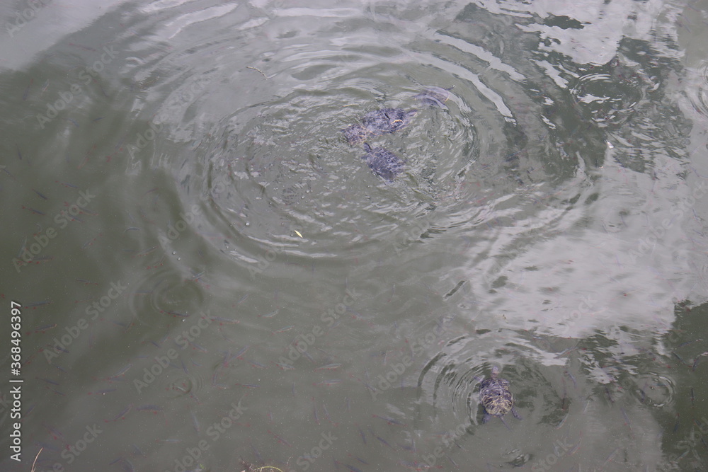 Family of turtles swimming in a pond Family of turtles swimming in a pond