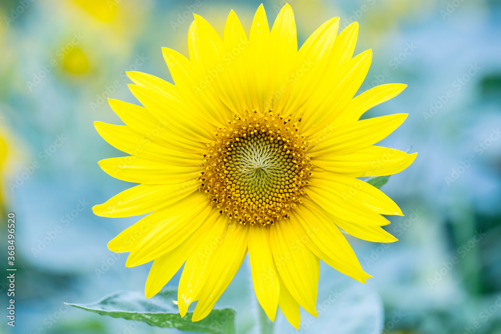 Fototapeta premium sunflowers in a field