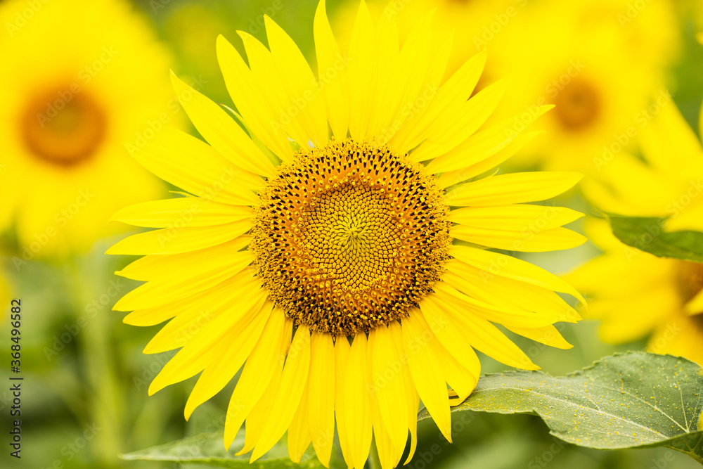 sunflowers in a field