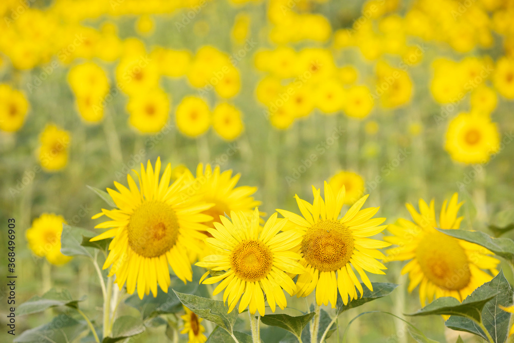 Fototapeta premium sunflowers in a field