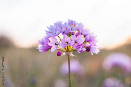 Isolated rosy garlic flower with a blurred background. Bright and soft rosy colors in a spring sunset. Vintage mood.