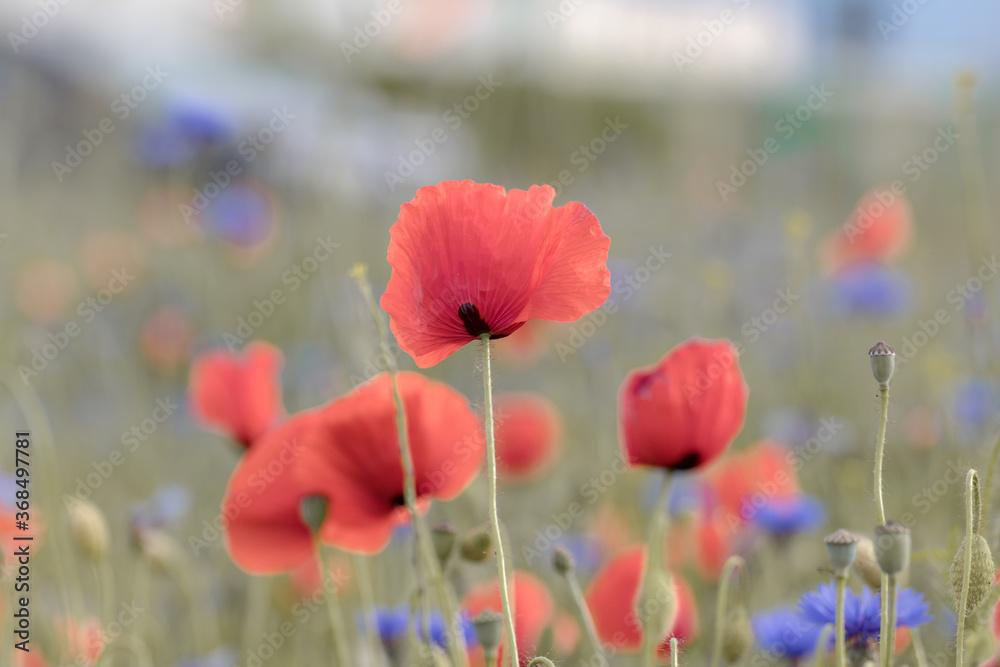 Naklejka premium Field of poppies with natural sunlight