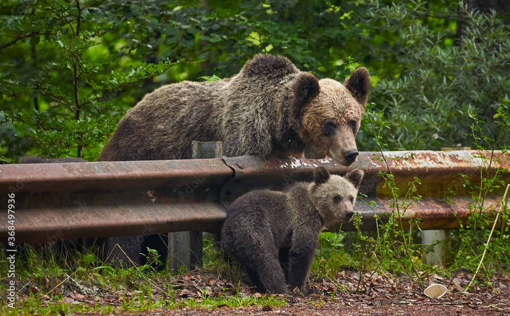 Fototapeta premium Brown bear female with cubs at roadside