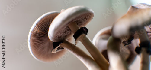 Obraz na plátně professional growing of psilocybin mushrooms in America. Scienti