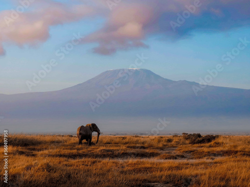 Elefante y Kilimanjaro al atardecer
