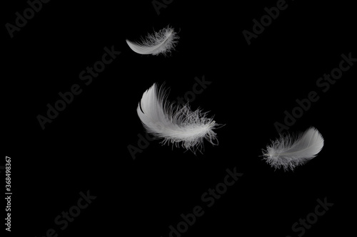 Light fluffy a white feathers floating in the dark. Feather abstract, freedom concept on black background.