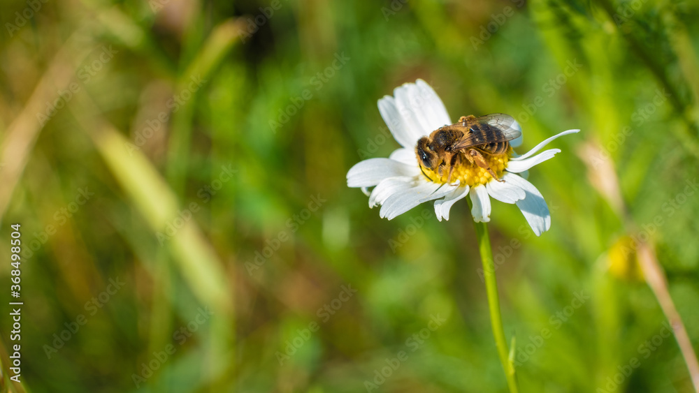 Bee sits in the round center of a camomile Bee sits in the round center of a camomile