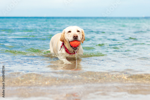 labrador swims in the sea and carries a ball, a dog plays in the water in summer
