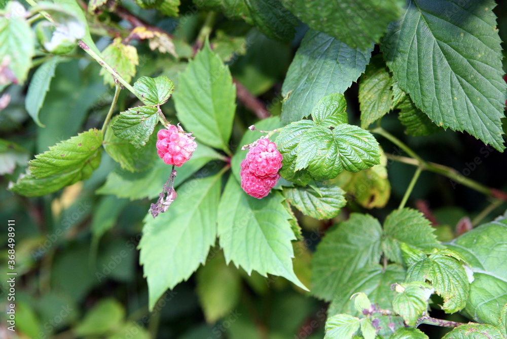 raspberry berries in the garden close up raspberry berries in the garden close up