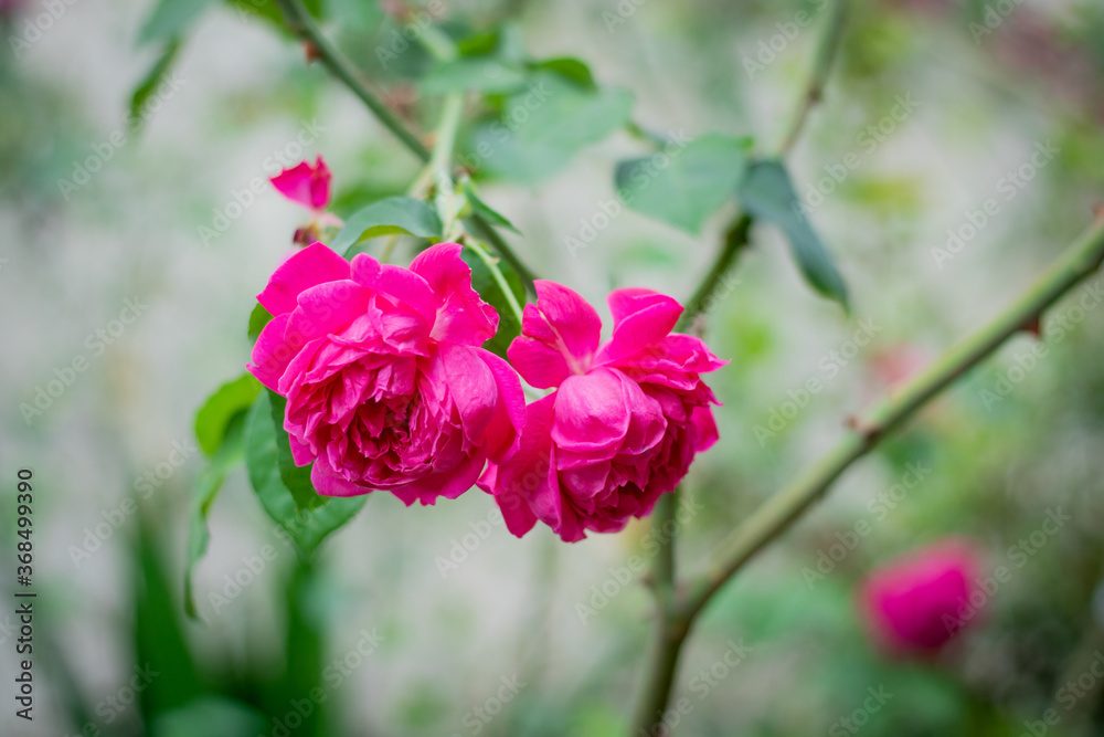 Rosa Rosa