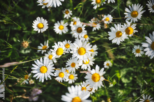 daisies in a field