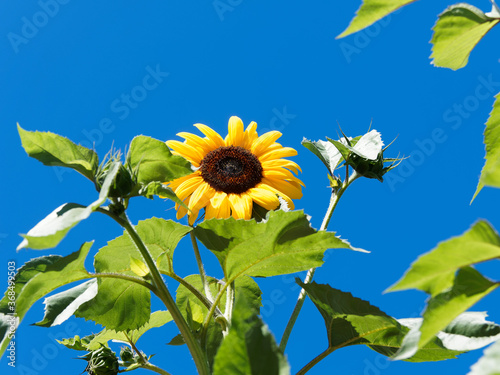 Helianthus annuus | Beautiful ornamental sunflower head with yellow ray flowers ar the top of an unbranched stem swaying in the slightest breath of the wind under a blue sky photo