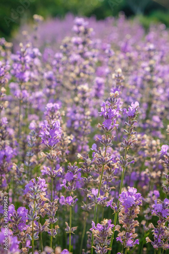 Dewy lavender. Vertical image.