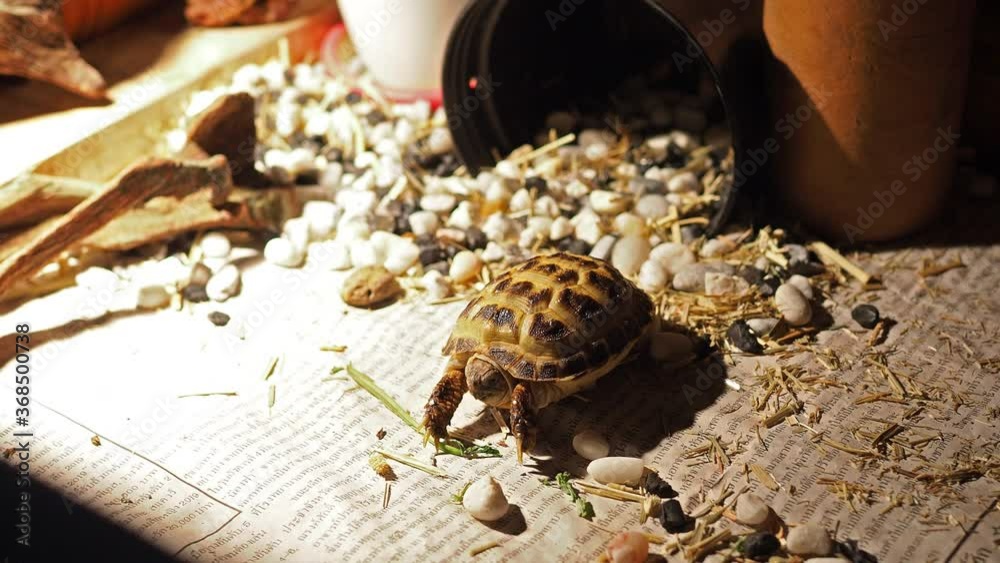 Russian tortoise kid eating morning glory vegetable feed indoor inside