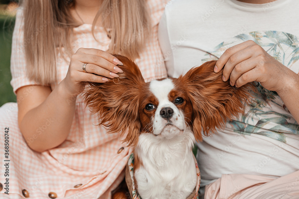 Portrait of lovely Cavalier King Charles spaniel Portrait of lovely Cavalier King Charles spaniel