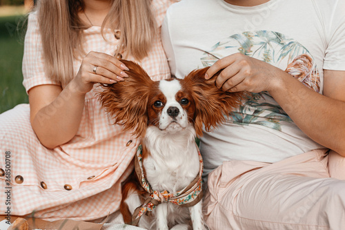 King Charles Spaniel lies on a blanket in the park, his ears are held by a guy and a girl