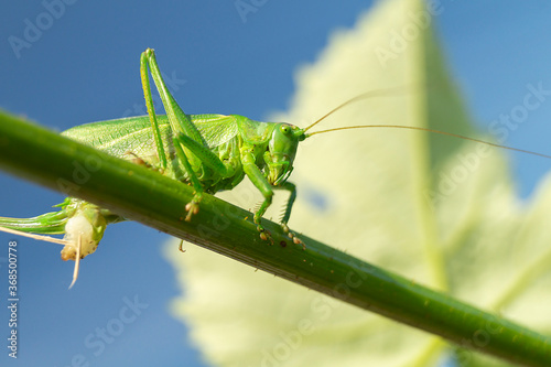 Grasshopper green close-up on background blue sky