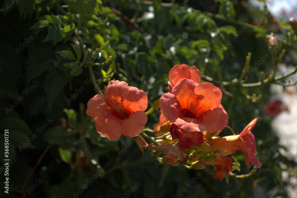 Obraz premium Nature blooming beautiful red flowers on a background of green leaves summer time background for wallpaper