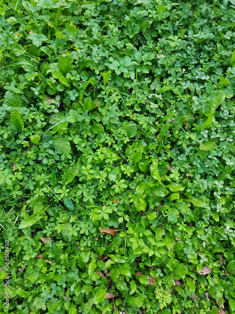 Tiny field leaves of meadow plants. Green natural background Tiny field leaves of meadow plants. Green natural background