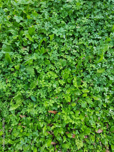 Tiny field leaves of meadow plants. Green natural background