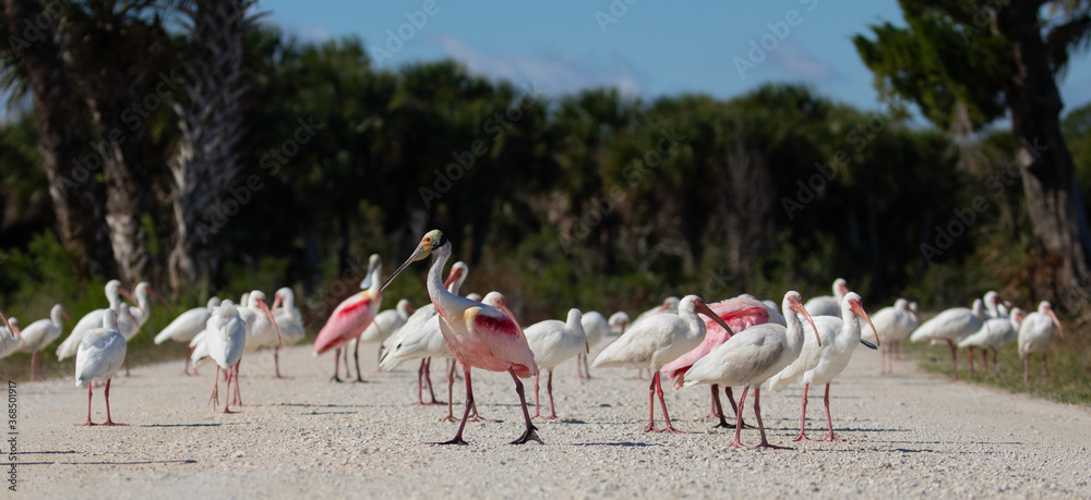 Fototapeta premium Roseate Spoonbills & White Ibis on road