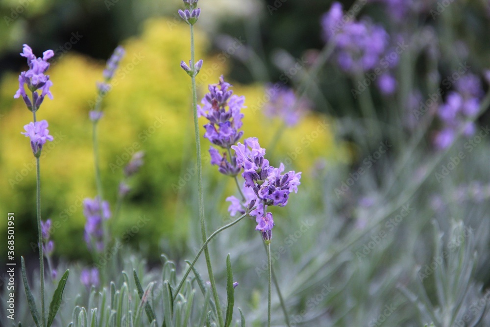 Obraz premium lavender, flower, purple, nature, flowers, plant, garden, field, green, herb, summer, spring, flora, bloom, floral, violet, beauty, blossom, aroma, beautiful, macro, natural, wild, herbal, closeup