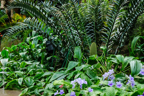 The Zamiacea tree with flower. They are a family of cycads that are superficially palm or fern-like. They are divided into two subfamilies with eight genera and about 150 species. photo