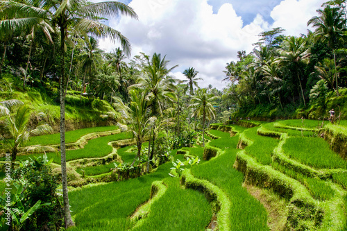 Rice Field of Tegalalang in Bali