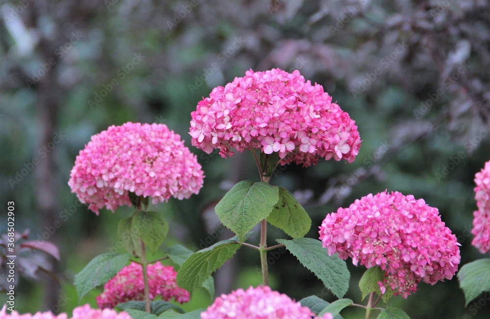 flower, pink, nature, flowers, garden, plant, spring, green, bloom, blossom, purple, beautiful, floral, summer, beauty, macro, flora, red, petal, color, herb, clover, bright, plants, close-up, hydran flower, pink, nature, flowers, garden, plant, spring, green, bloom, blossom, purple, beautiful, floral, summer, beauty, macro, flora, red, petal, color, herb, clover, bright, plants, close-up, hydran