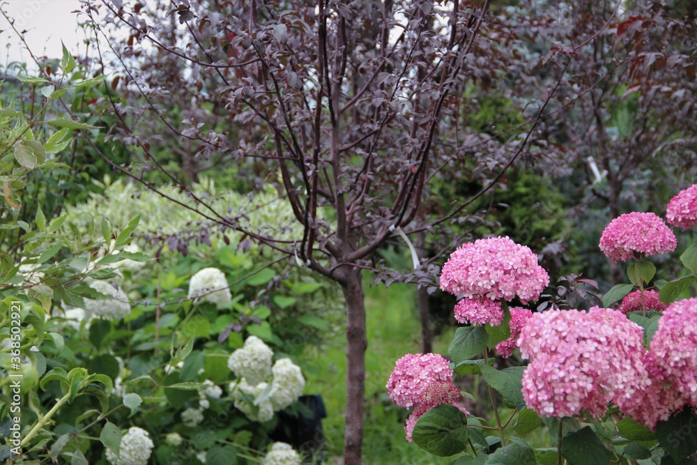 flower, pink, nature, flowers, spring, plant, garden, blossom, green, lilac, purple, summer, white, beauty, bush, bloom, floral, flora, leaf, petal, blooming, beautiful, macro, tree, leaves, hydrangea flower, pink, nature, flowers, spring, plant, garden, blossom, green, lilac, purple, summer, white, beauty, bush, bloom, floral, flora, leaf, petal, blooming, beautiful, macro, tree, leaves, hydrangea