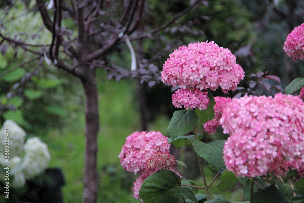 flower, pink, nature, flowers, spring, garden, plant, green, blossom, purple, lilac, bloom, beauty, floral, summer, flora, blooming, beautiful, closeup, petal, tree, leaves, natural, macro, season, hy flower, pink, nature, flowers, spring, garden, plant, green, blossom, purple, lilac, bloom, beauty, floral, summer, flora, blooming, beautiful, closeup, petal, tree, leaves, natural, macro, season, hy